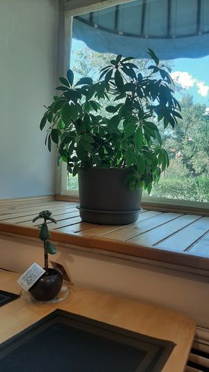  at Greeno in Ulaanbaatar