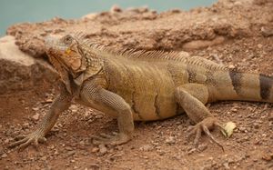  at Playa Forti in Willemstad