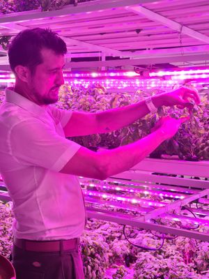 The dinner includes a your of the indoor hydroponics farm at Urban Greens in Makati