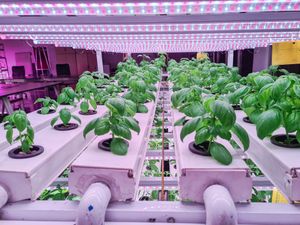  at Urban Greens in Makati