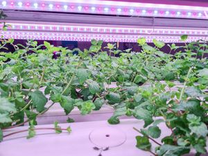  at Urban Greens in Makati