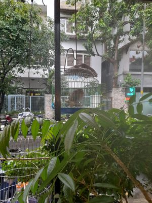 Poor little innocent creatures at Mani in Ho Chi Minh City