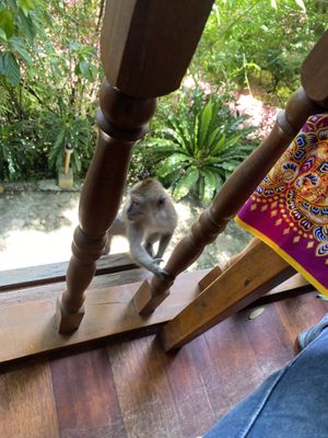   at Pegaga in Langkawi