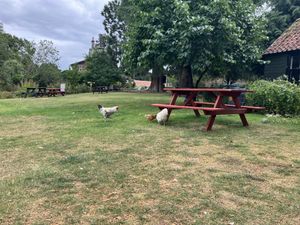 Chickens raom free  at Horseshoe Hotel in Whitby