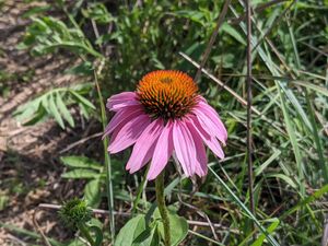 Approx 1 mile of hiking trails with beautiful seasonal wildflowers! at Ugly Biscuits Bed and Breakfast in Baraboo