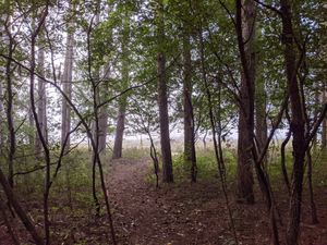 Foggy day on the trails at Ugly Biscuits Bed and Breakfast in Baraboo