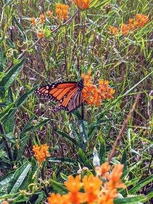 Acres of milkweed and butterfly weed! Come see our huge monarch population at Ugly Biscuits Bed and Breakfast in Baraboo