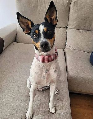 Collars individually crafted. Animal friendly boutique for dog lovers. Shop online or in our store in C. Luisa Fernanda 19, 28008 Madrid.
#vegan #gifts #accessorie at hundsfutter in Madrid