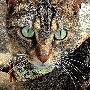 Bandanas individually crafted. Animal friendly boutique for cat lovers. Shop online or in our store in C. Luisa Fernanda 19, 28008 Madrid.
#vegan #gifts #accessorie at hundsfutter in Madrid