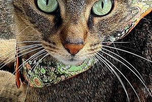 We do scarfs for cats, mice, rats, weasel,...... with the fantasy you chose.  at hundsfutter in Madrid