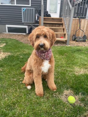 
We do individual, very special collars for dogs from around the world. Thanks to our location near a tourist must see sight, the TEMPLO DE DEBOD, many tourists can find us.
 at hundsfutter in Madrid