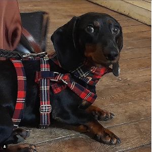  at hundsfutter in Madrid