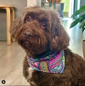 This is Lupe de @marcomyoga. with her new bandana from our shop in C. Luisa Fernanda 19, 28008 Madrid Muchas gracias Marco para la foto :)) Una joya.  at hundsfutter in Madrid
