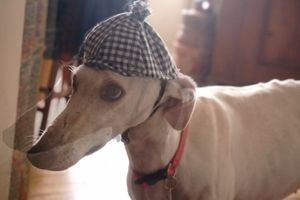 Happy Dog Life with animal friendly dog accessories. Fair made without animal products. We also do a great selection of super healthy vegan, natural, handmade dog treats & food. at hundsfutter in Madrid