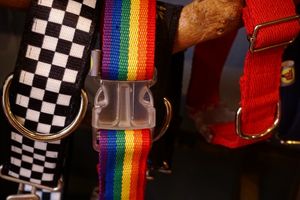 Happy Dog Life with animal friendly dog accessories. Fair made without animal products. We also do a great selection of super healthy vegan, natural, handmade dog treats & food. at hundsfutter in Madrid