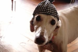 This was for the Fiestas de Madrid. Our Carlotta is not to sure about this, but the dog whor ordered this cap was ok with it and his mum was very happy with him wearing the cap. at hundsfutter in Madrid