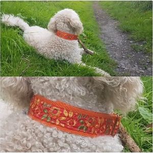 A very happy dog from Scotland with a hundsfutter collar. We want to express all our love for dogs and our admiration for their wonderful, generous, calm, peaceful loving character at hundsfutter in Madrid