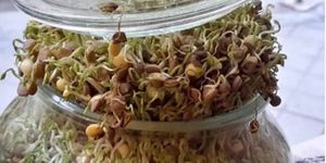 At hundsfutter, super snacks are only those snacks that contain sprouted legumes. We do this to get the very best from the chickpeas or lentils.  at hundsfutter in Madrid