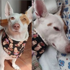 Samoa no longer wants to take off his #snow #bandana frida/hundsfutter even while sleeping. Animal friendly #boutique for #dog #lovers. #Handmade, #fair, #vegan dog #accessorios at hundsfutter in Madrid