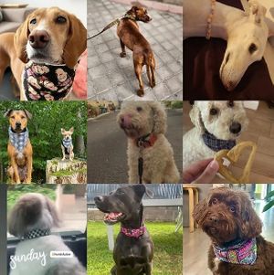 100% cruelty free vegan acessories and snacks for dogs. #Gifts, #details, #souvenirs #unique accessories, #souvenirs #artisans for #dogs Animal-friendly boutique for dog lovers. at hundsfutter in Madrid