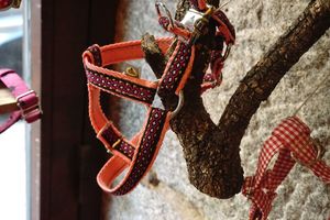 100% cruelty free vegan acessories and snacks for dogs. #Gifts, #details, #souvenirs #unique accessories, #souvenirs #artisans for #dogs Animal-friendly boutique for dog lovers. at hundsfutter in Madrid