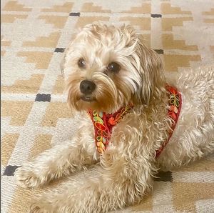 Mil gracias para la foto tan bonita..Nos hace orgulloso que nos piden cosas de las islas canarias. :)))

Tenemos productos unicos hecho individualmente para perros y gatos at hundsfutter in Madrid