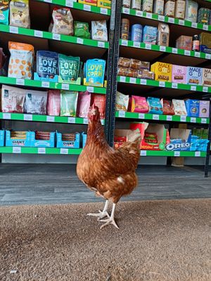  at Jennings Plantry in Ashford