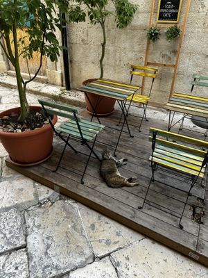 Cute outdoor seating area w feline entertainment!  at Terza Luna in Trani