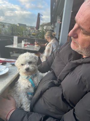 Very Dog friendly at La Casa Flamenca in Portsmouth