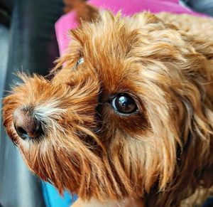 Dog friendly - meet Winnie at Jungle Bird in Birmingham