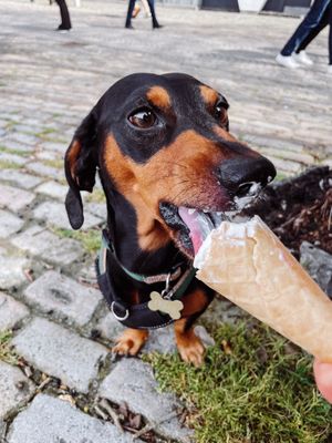 Doggos loved it  at The Happy Cow in Bristol