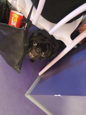  at Tokyo Boom in Vienna