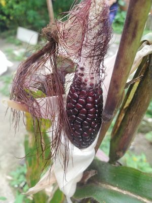 Maiz morado de la huerta at Konuko Quindio in Armenia
