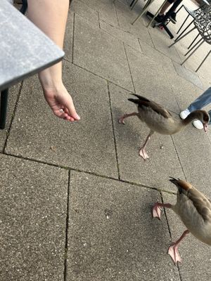 terrorised by geesee  at Victoria Plaza Café in South West London