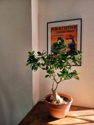  at Deli - Santa Maria in Mallorca