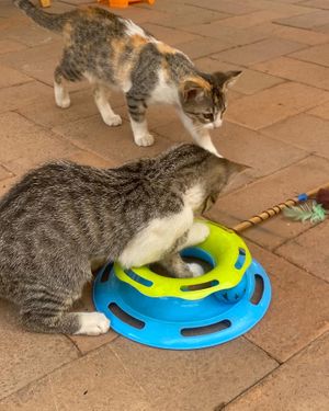  at La Selva de los Gatos in Oaxaca