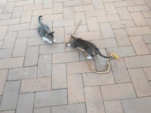  at La Selva de los Gatos in Oaxaca