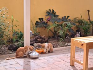 Cats! at La Selva de los Gatos in Oaxaca