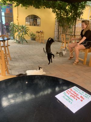   at La Selva de los Gatos in Oaxaca