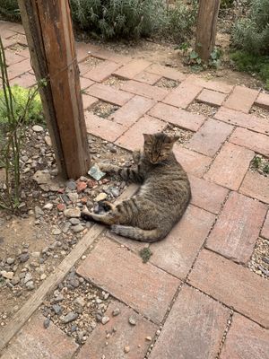   at La Selva de los Gatos in Oaxaca