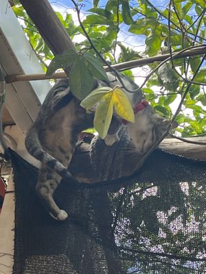 Jungle much, kitty?   at La Selva de los Gatos in Oaxaca