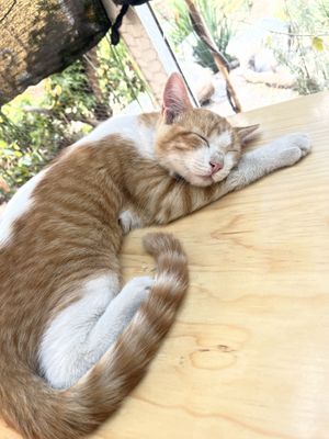 But with faces like these who cares about a little fur?  at La Selva de los Gatos in Oaxaca