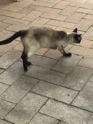 Tripod!  at La Selva de los Gatos in Oaxaca