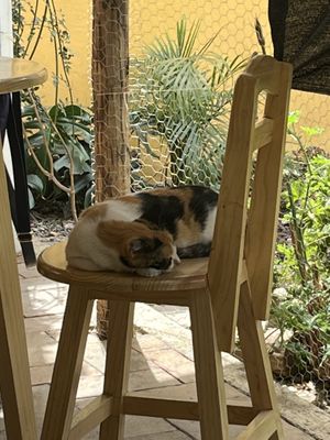 Fideos   at La Selva de los Gatos in Oaxaca
