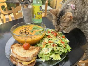 Delicious vegan food and happy cats   at La Selva de los Gatos in Oaxaca