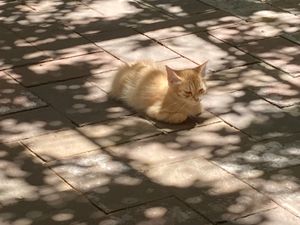 Adorable kitty in the sun  at La Selva de los Gatos in Oaxaca