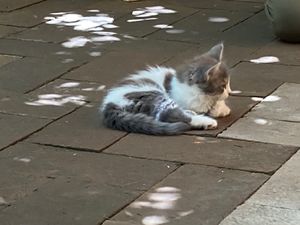 Young playful kitten at La Selva de los Gatos in Oaxaca