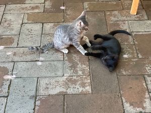 Playful kittens at La Selva de los Gatos in Oaxaca