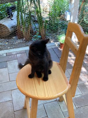 All furniture is shared with kitties.  at La Selva de los Gatos in Oaxaca