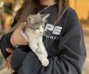  at La Selva de los Gatos in Oaxaca